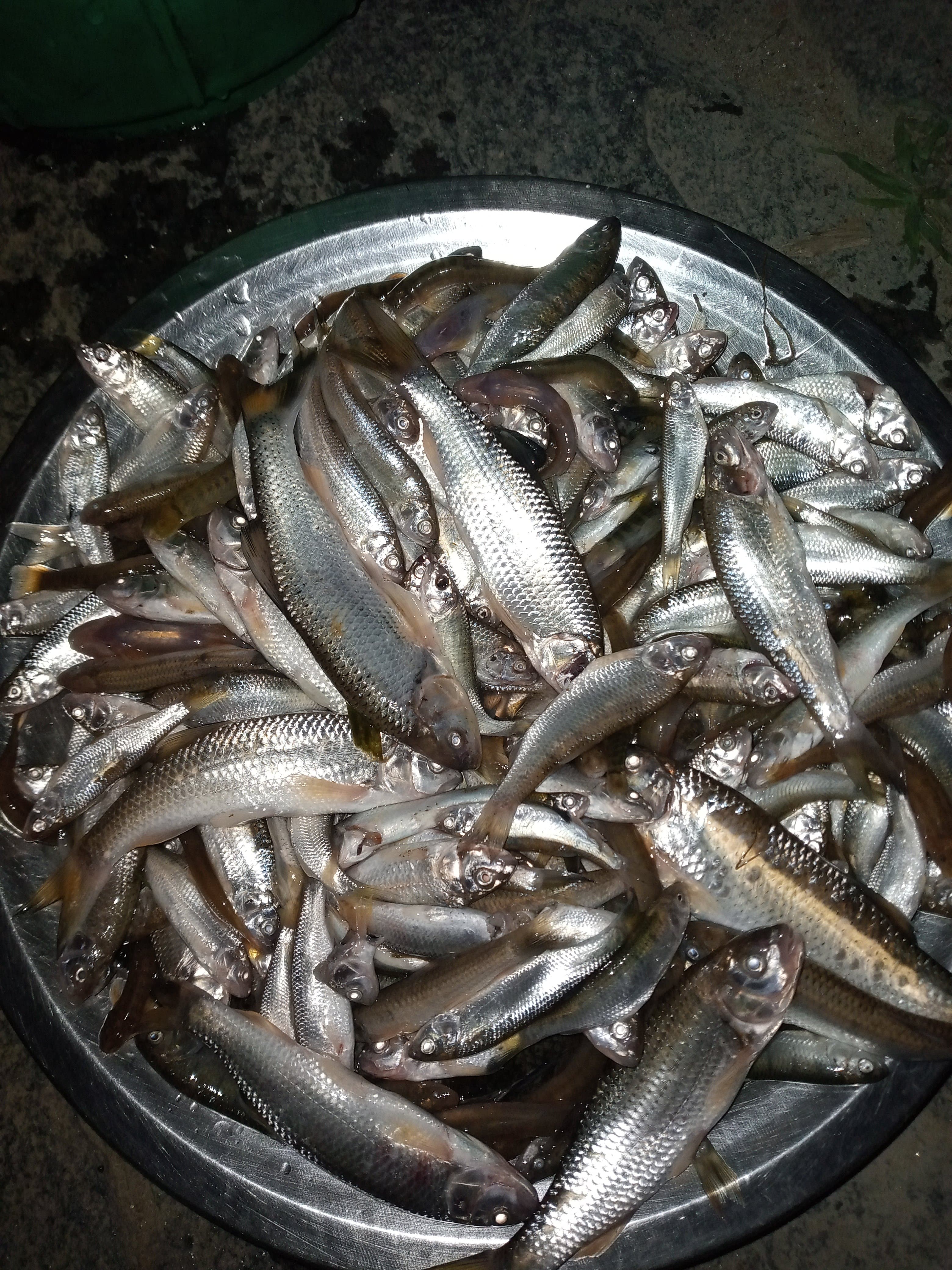Fishing